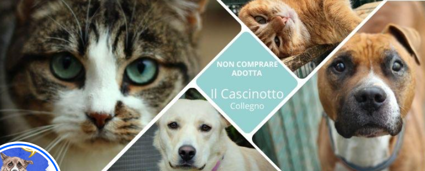 Immagine di cascinotto