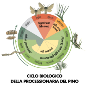 ciclo biologico della processionaria del pino